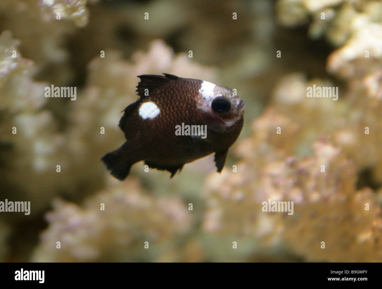 Threespot Dascyllus aka el Domino damisela o simplemente Domino Dascyllus trimaculatus, Pomacentridae. Un indo pacífico damisela. Foto de stock