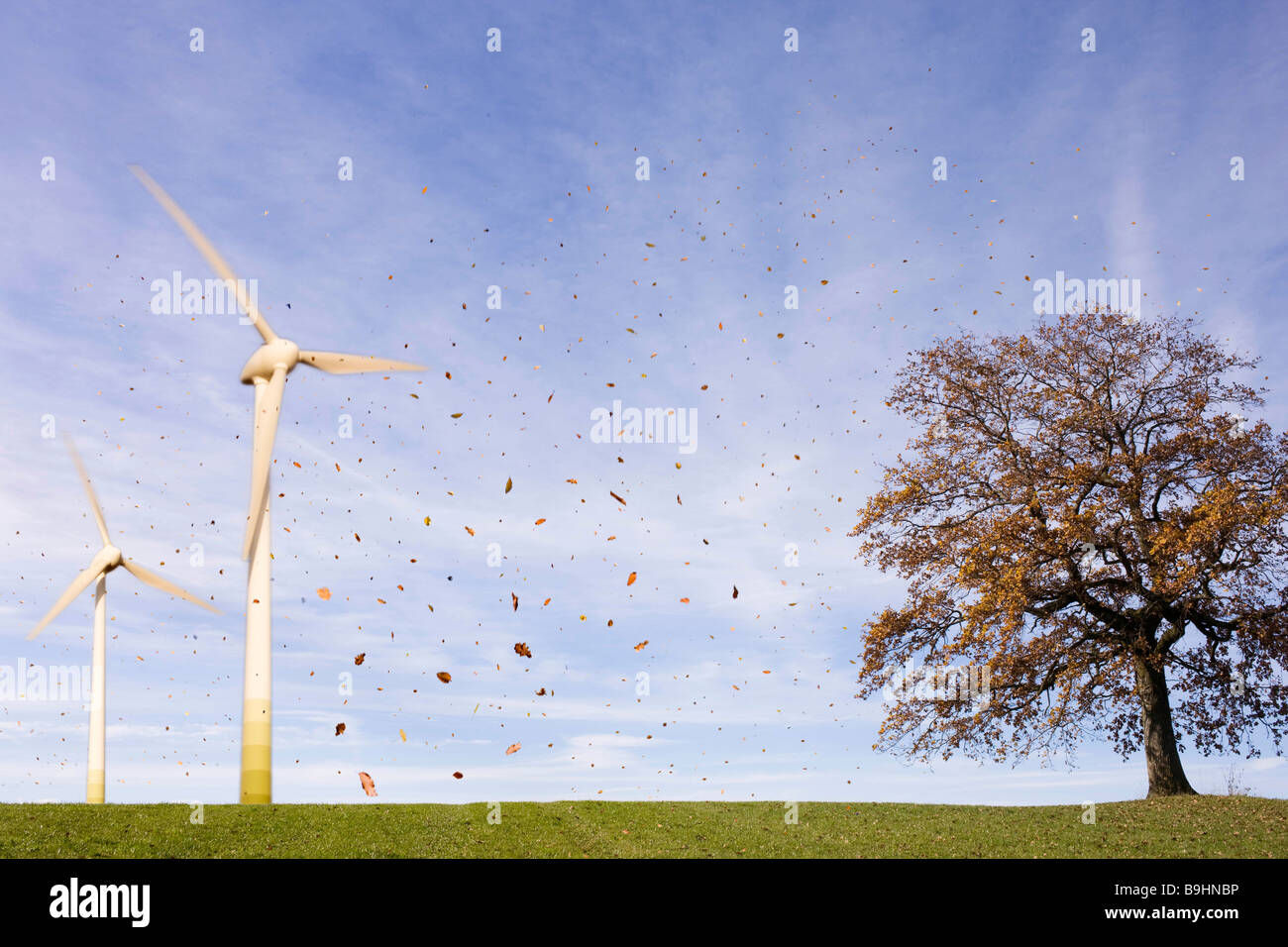 La caída de las hojas, árbol, turbinas de viento Foto de stock