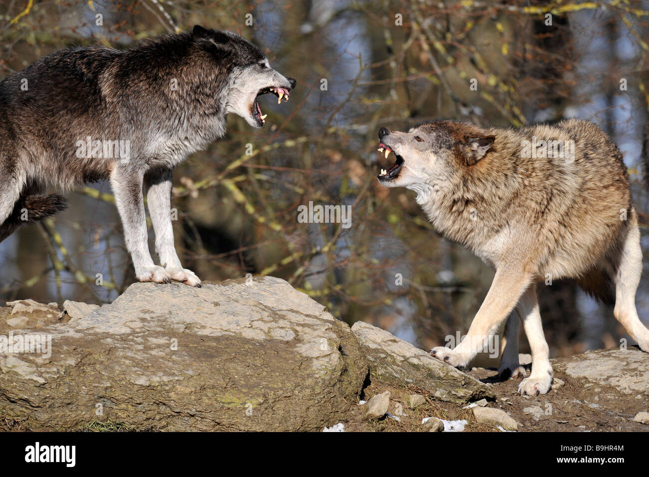 Valle del Mackenzie Lobos o madera canadiense de los lobos (Canis lupus occidentalis) luchando para determinar jerarquía con amenazando g Foto de stock