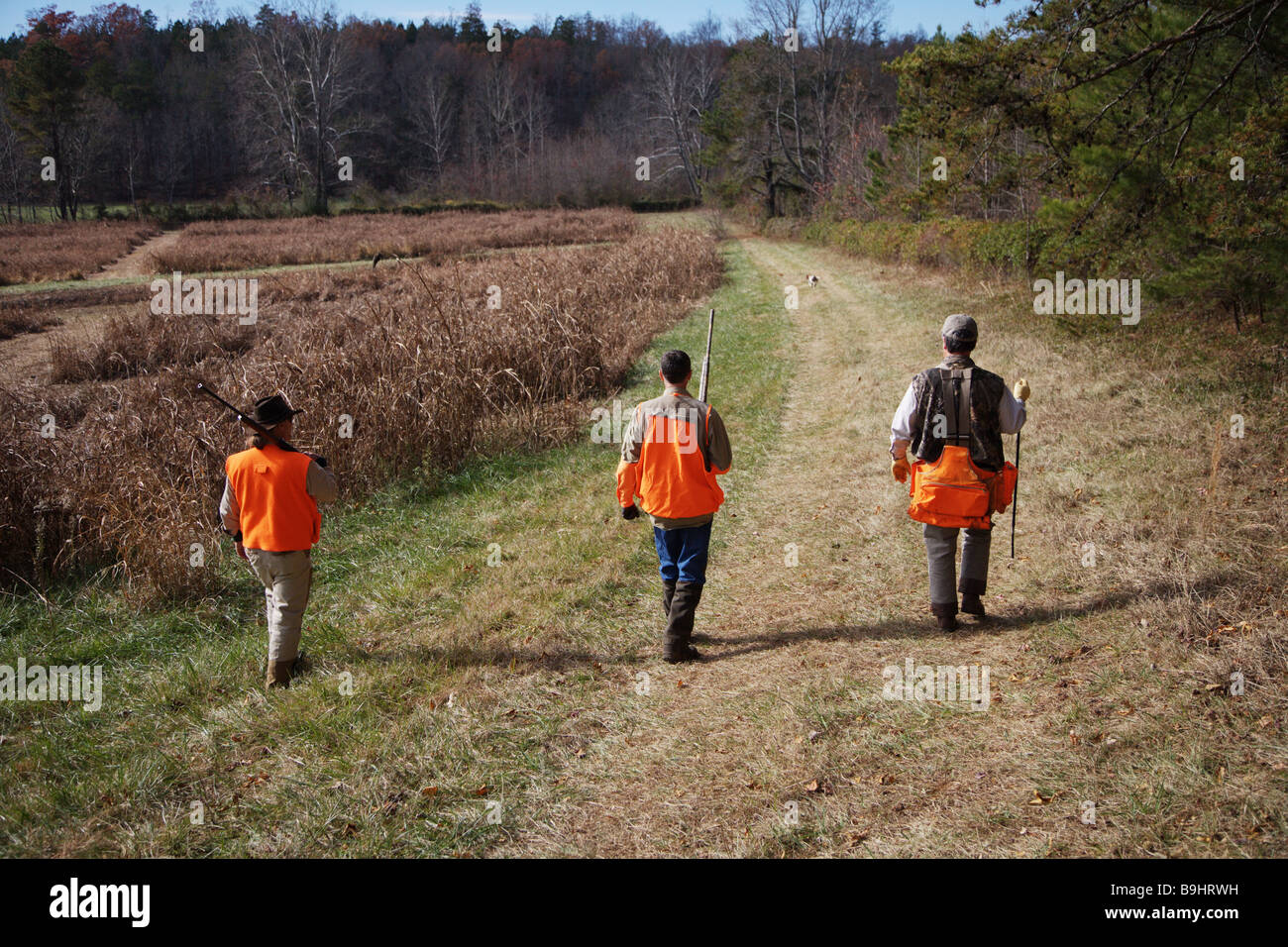 Guía de caza lleva dos cazadores de aves naranja con pistolas a través de un campo abierto Foto de stock