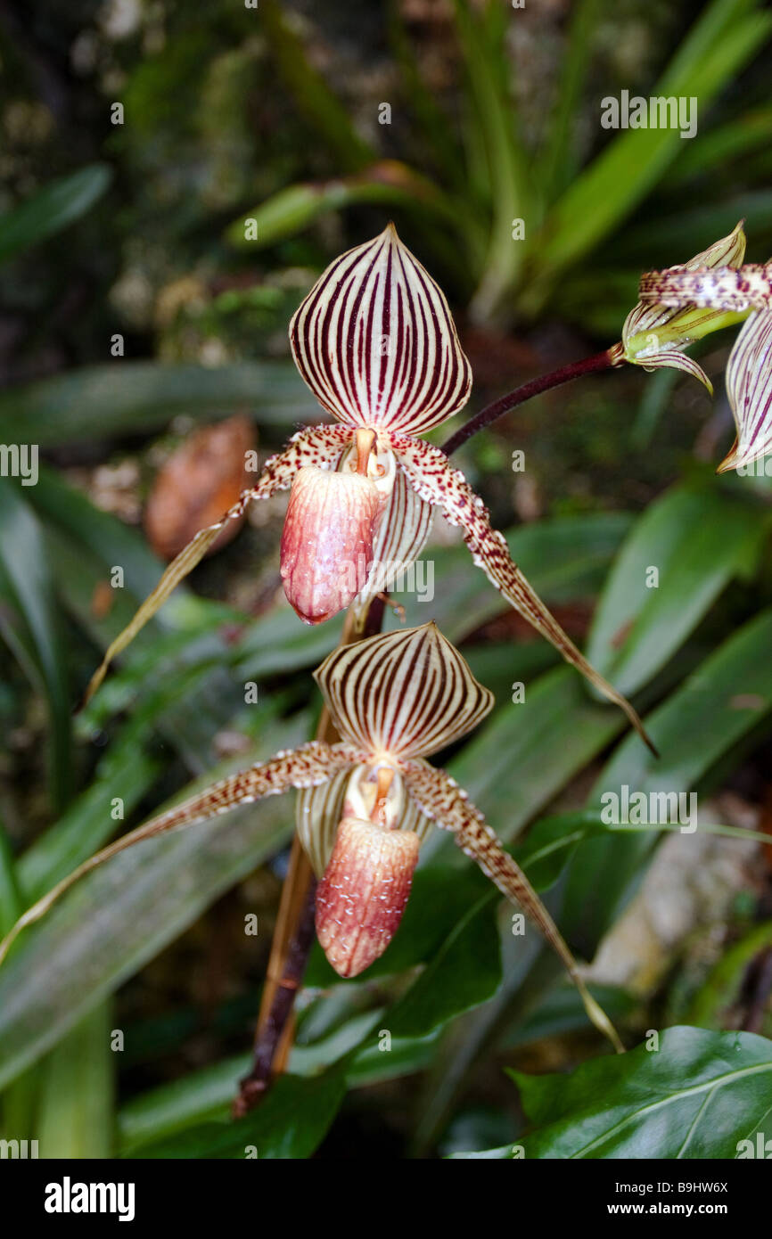 Rothschilds orchid borneo fotografías e imágenes de alta resolución - Alamy