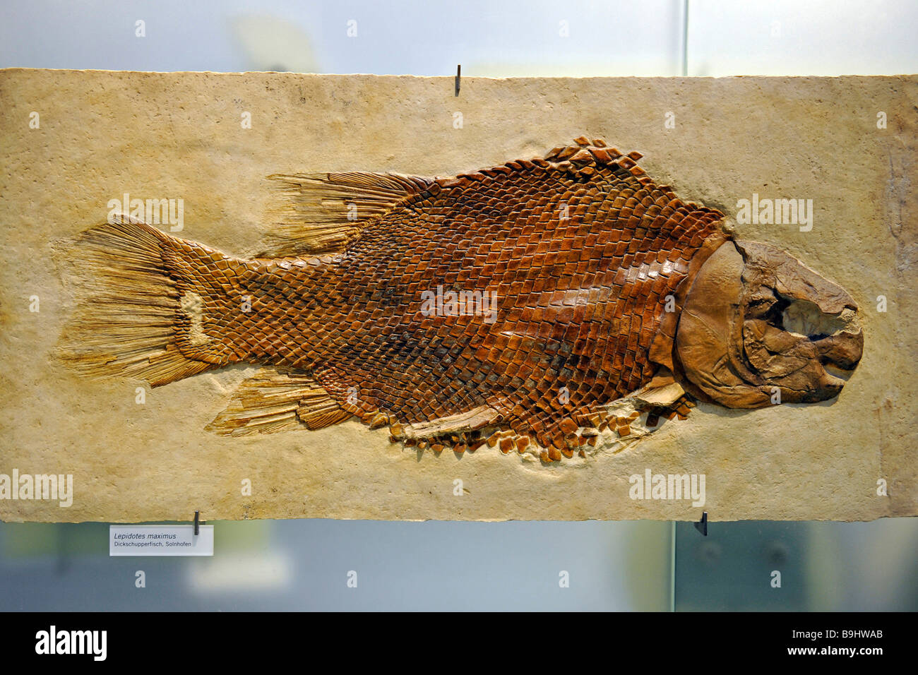 Fósiles de peces de la familia de los Cyprinidae (Lepidotes maximus), fuer Naturkunde Museum, el Museo de Historia Natural, Berlín, Alemania, Europa Foto de stock