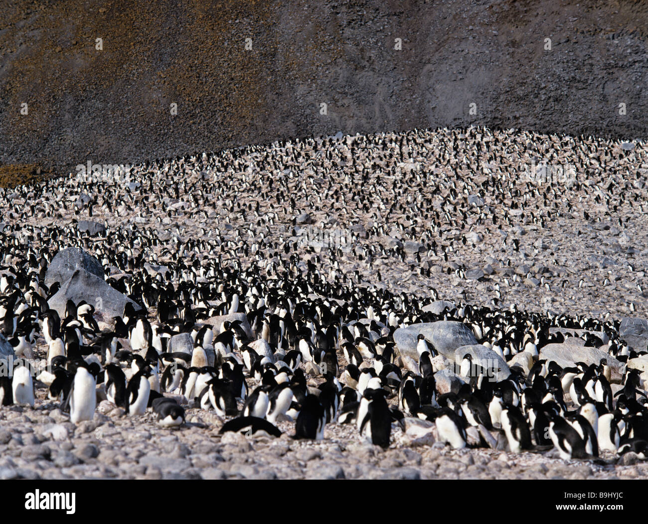 Los pingüinos Adelia (Pygoscelis adeliae), colonia de pingüinos antárticos, Foto de stock