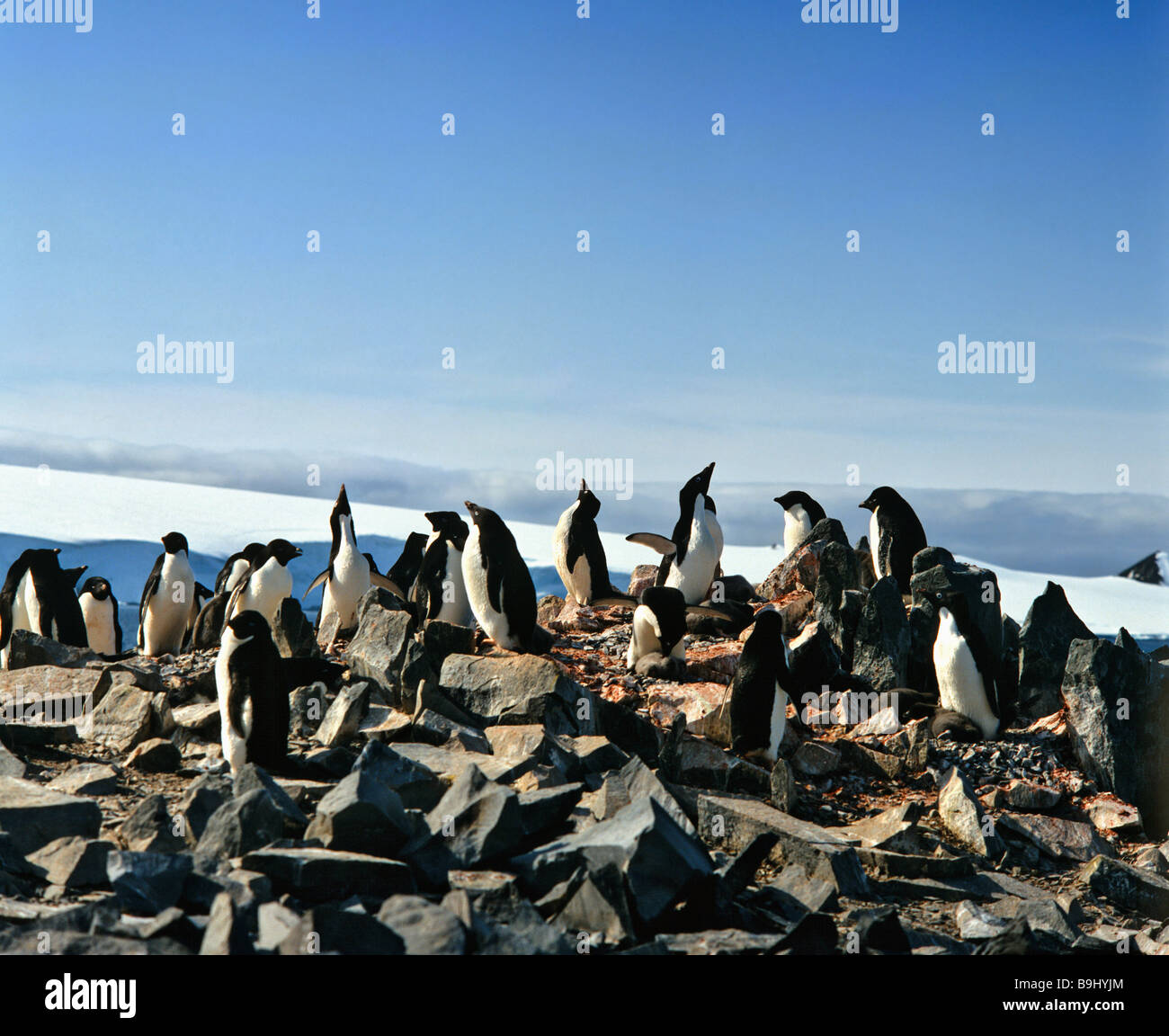 Los pingüinos Adelia (Pygoscelis adeliae), colonia de pingüinos antárticos, Foto de stock
