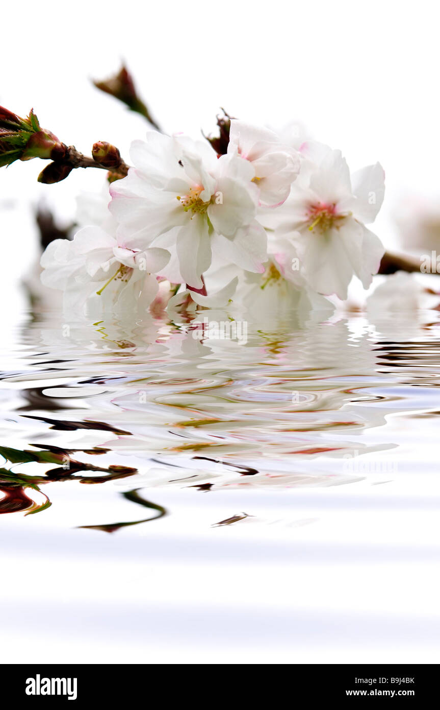 Ramo de flores orientales con Cherry Blossoms sumergido en agua Fotografía  de stock - Alamy