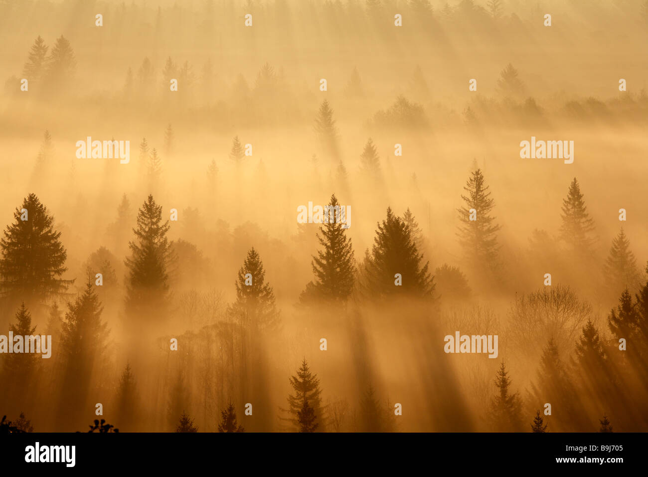 Bosque de coníferas en niebla matutina, mañana el estado de ánimo en el cercano bosque ripario Pupplinger Wolfratshausen, Isar humedales, Alta Baviera Foto de stock