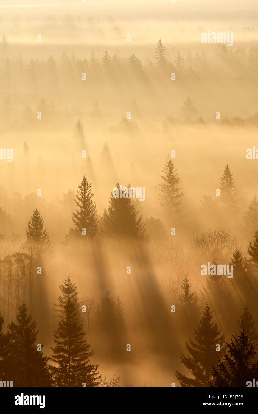 Bosque de coníferas en niebla matutina, mañana el estado de ánimo en el cercano bosque ripario Pupplinger Wolfratshausen, Isar humedales, Alta Baviera Foto de stock