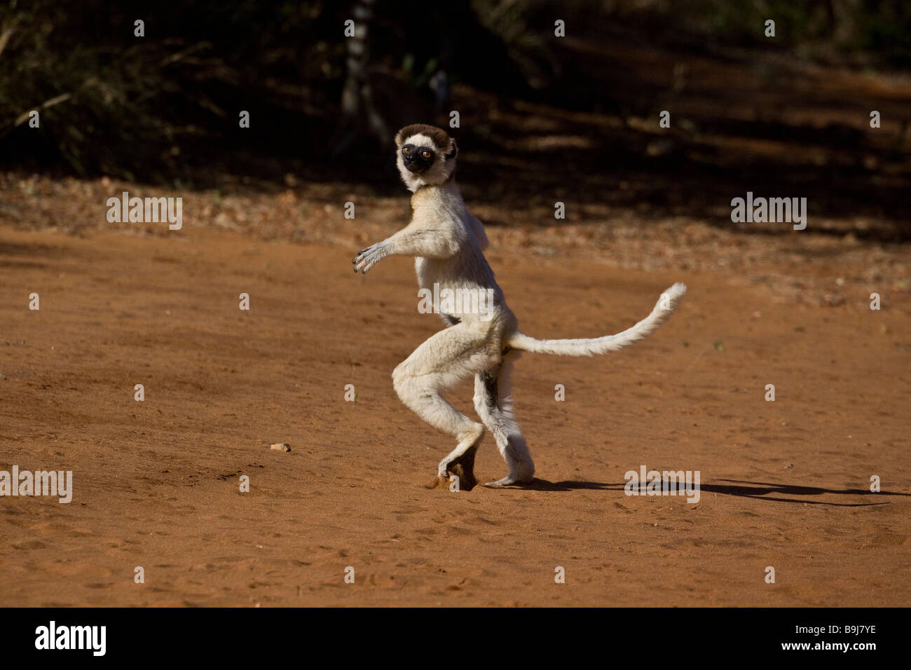 S Verreaux Berenty Sifaka caminando en Madagascar Foto de stock