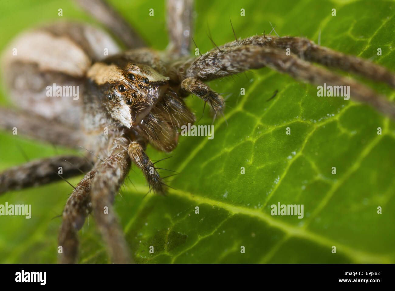 Nursery-Web Spider - (pisaura mirabilis) reside en esperar Foto de stock