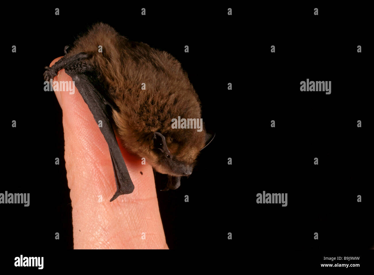 Pipistrelle común (Pipistrellus pipistrellus) en un pulgar Foto de stock