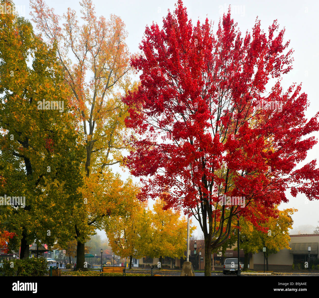 Colores de otoño en el centro histórico de la ciudad, Ashland, Southern Oregon, Costa oeste, EE.UU. Foto de stock