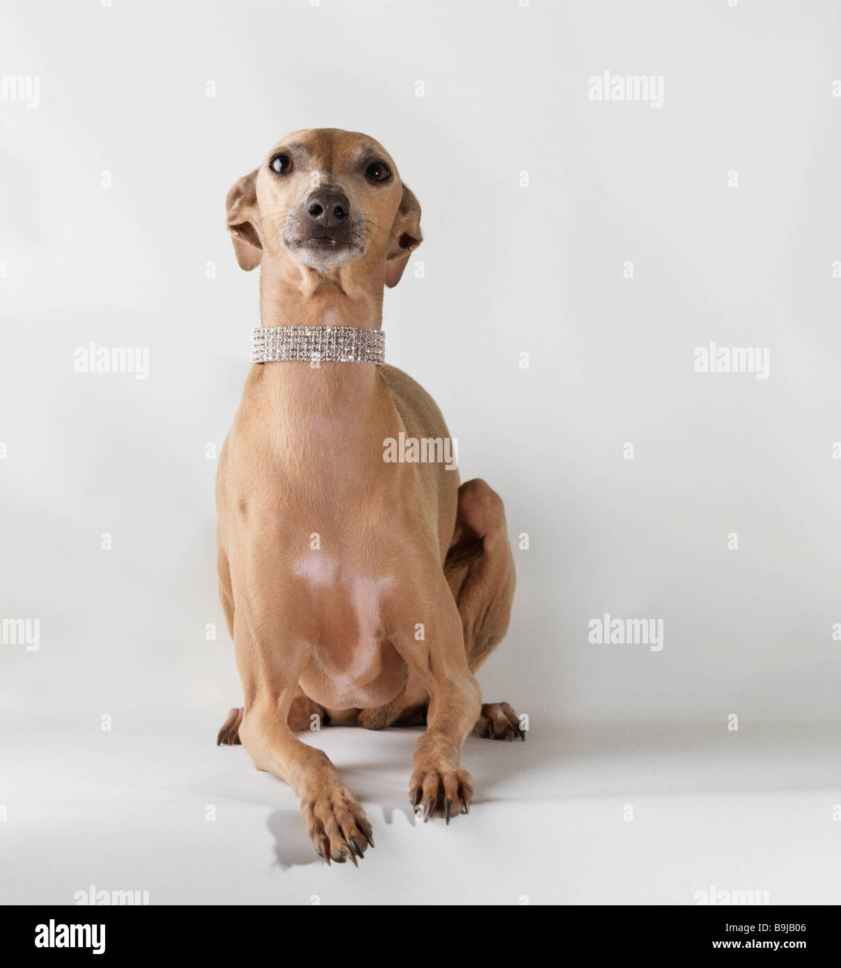 Las joyas de perro, mirando hacia arriba Fotografía de stock - Alamy