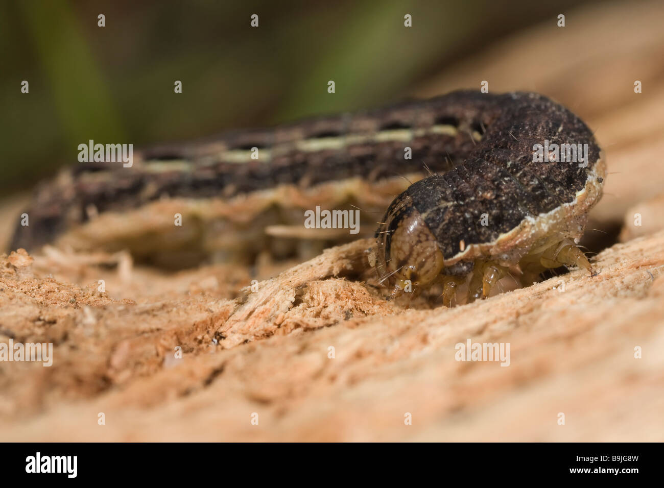 Larva subalares Amarillo Grande - Noctua pronuba Foto de stock