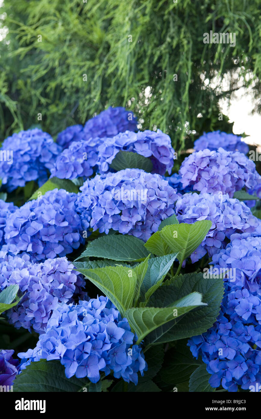 Jardín-hydrangea Hydrangea machrophylla bloom Flores azul-agricultor  agricultor-jardín hydrangea azul colorante azul de flores flores Fotografía  de stock - Alamy