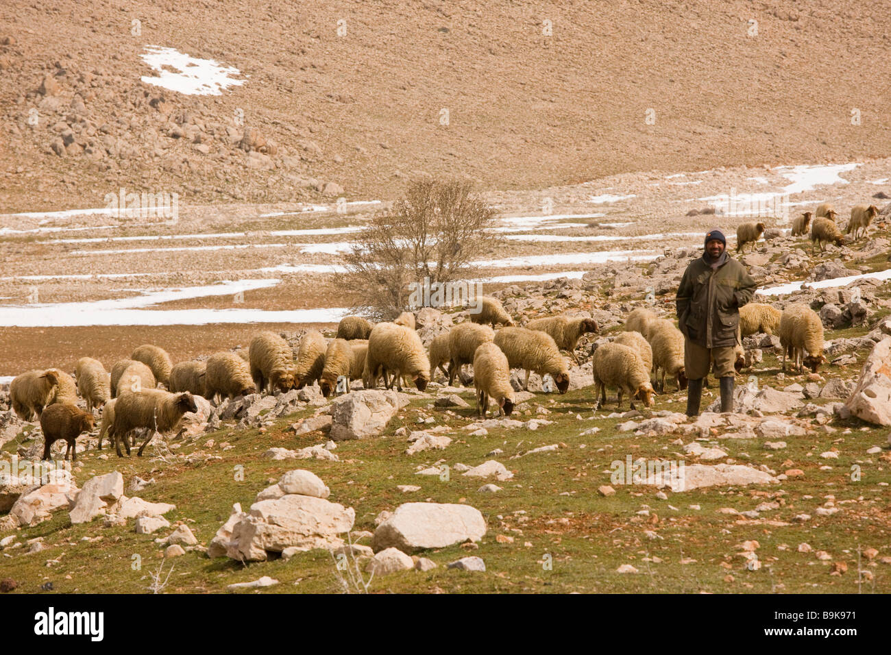 El bereber pastor con su rebaño de ovejas pastando en las altas montañas del Atlas Medio en invierno Marruecos Foto de stock