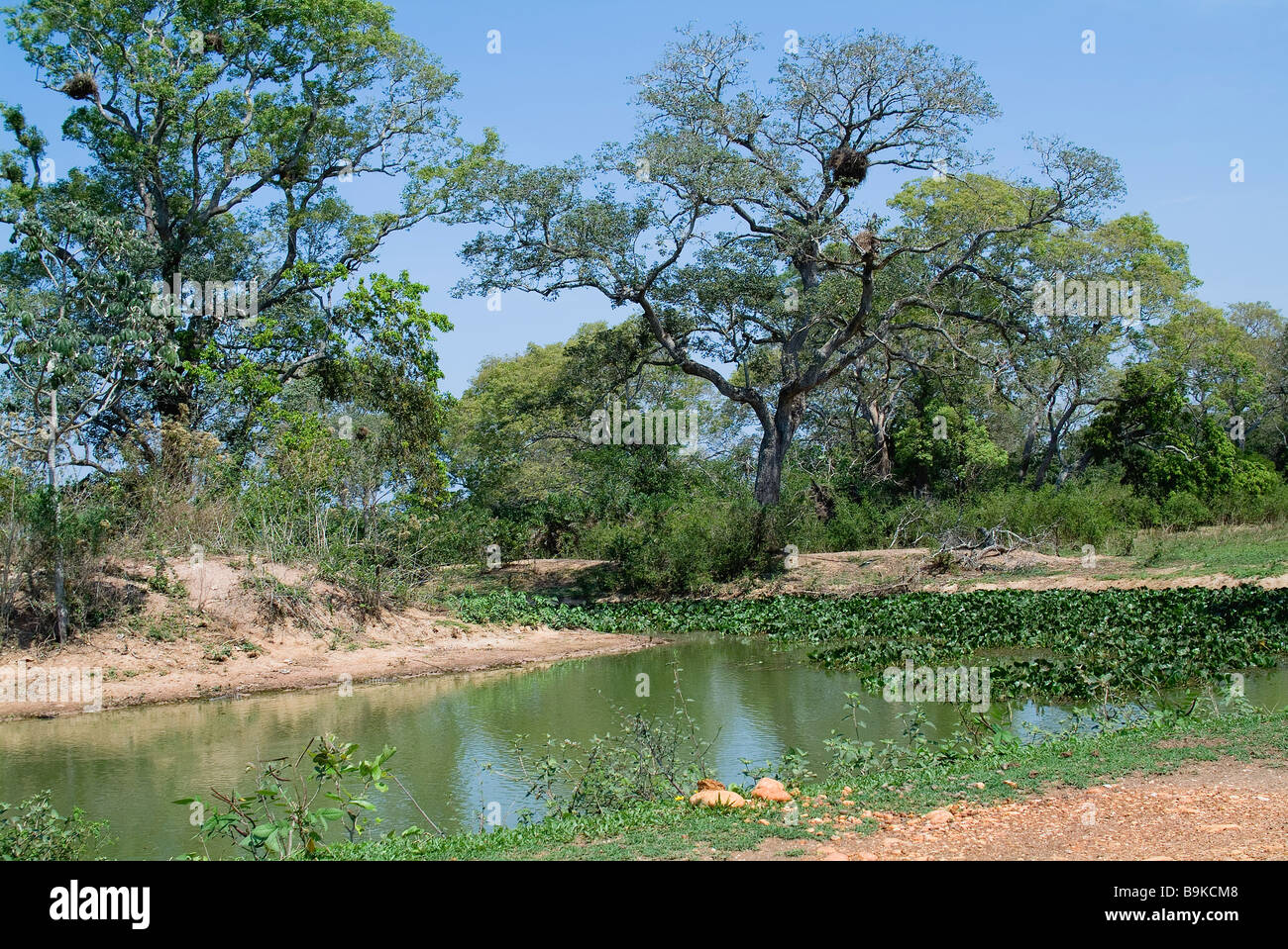 Fazenda Pouso Alegre paisaje agrícola Pantanal Brasil Foto de stock