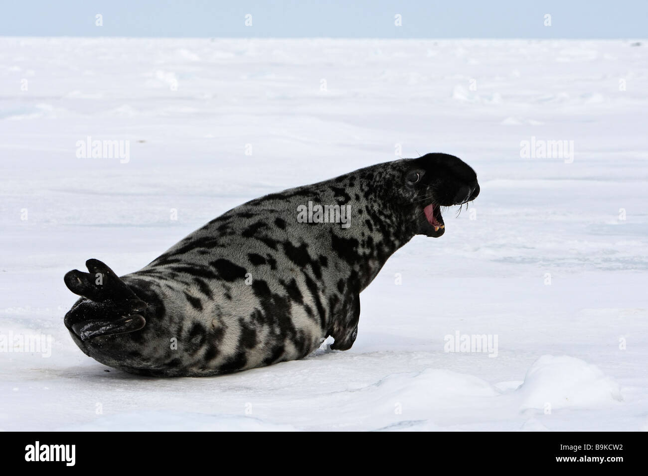 Sello de encapuchados (Cystophora cristata), amenazando con estallar masculino abultamiento sobre hielo Foto de stock