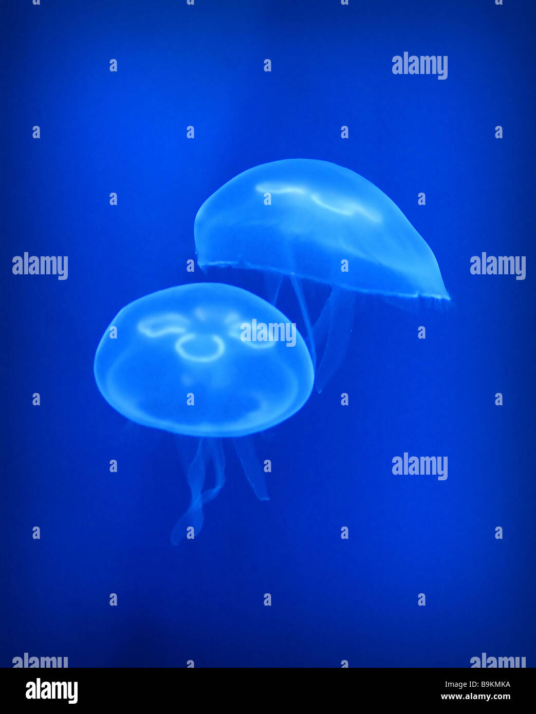Buena imagen de fondo de la vida oceánica medusa azul Foto de stock