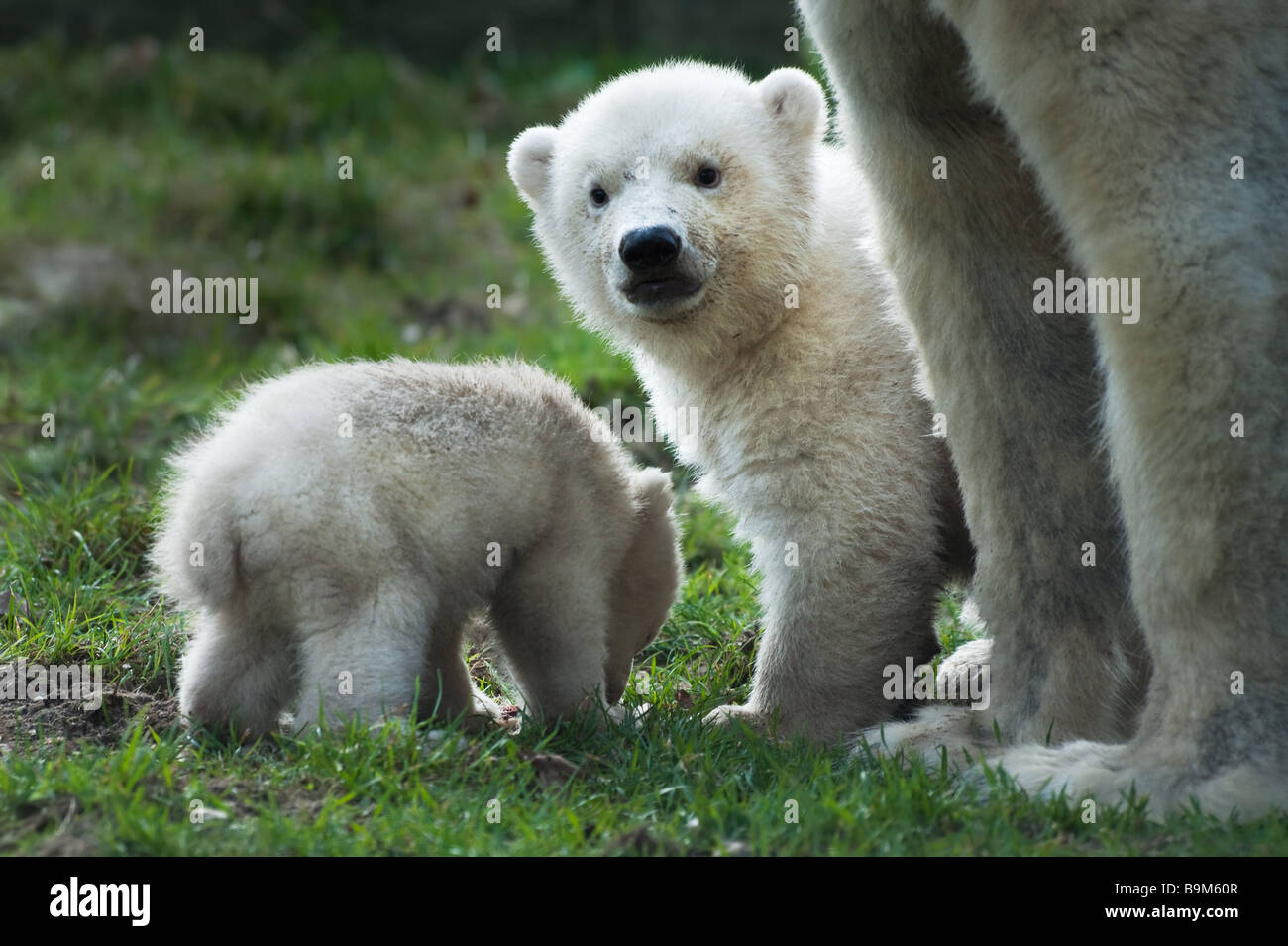 Cerca de un oso polar y su lindo cachorros Foto de stock