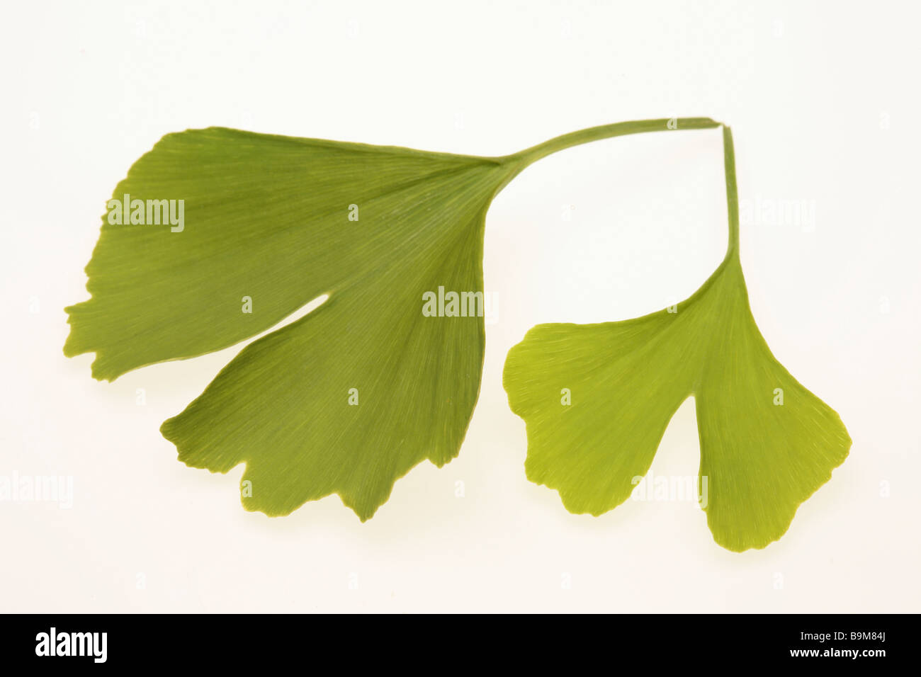 Las hojas verdes de la planta medicinal Gingko Gingko biloba ginkgo Foto de stock