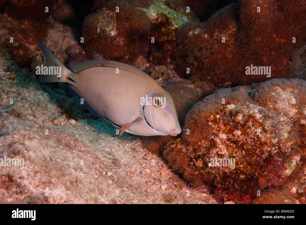Ocean Pez Cirujano Acanthurus bahianus nadar a lo largo de arrecifes Bonaire Antillas Holandesas Foto de stock