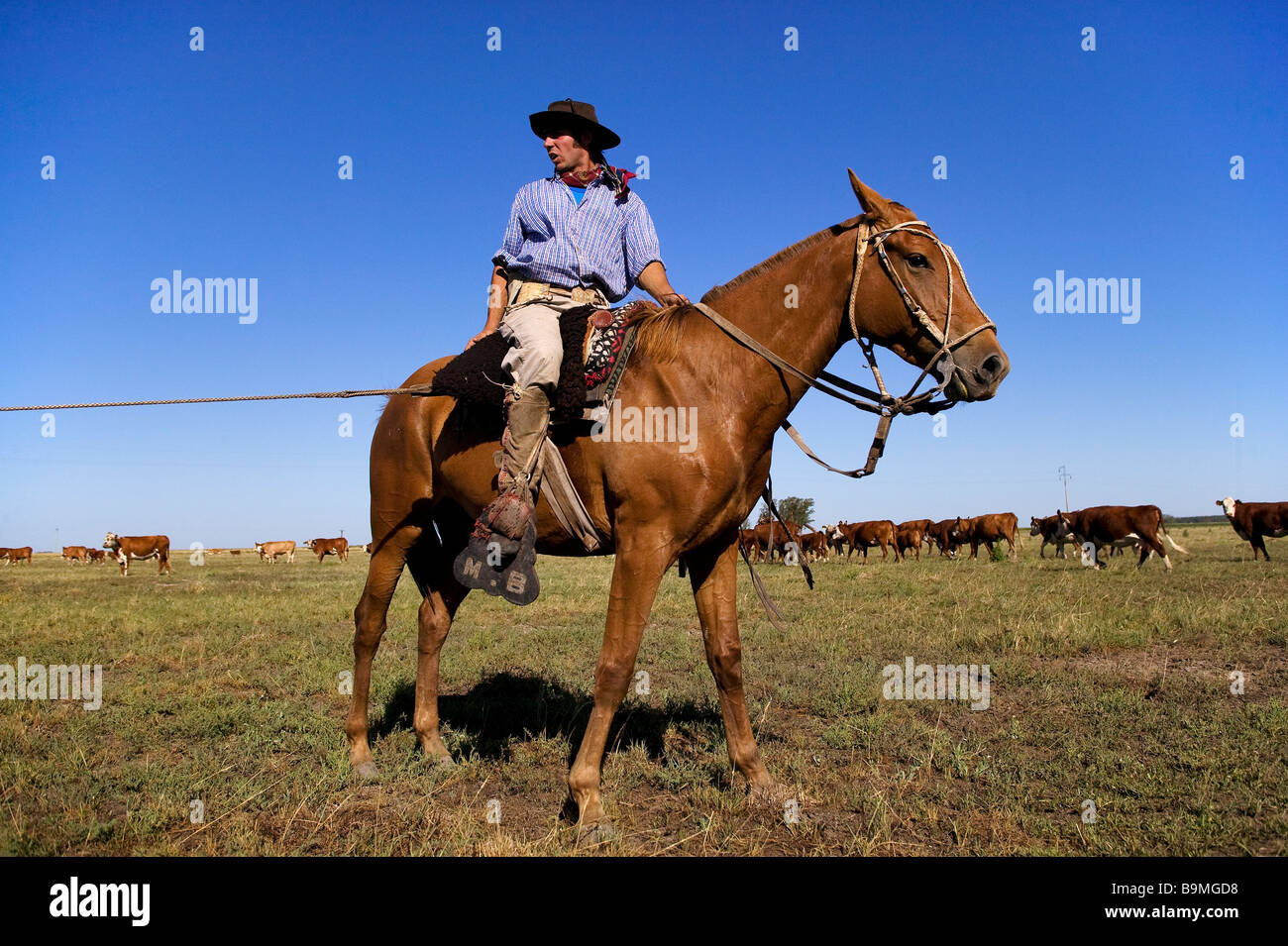 Argentina Gaucho Em Cavalo Usando Telefone Celular Imagem de Stock - Imagem  de chapéu, festa: 222666767