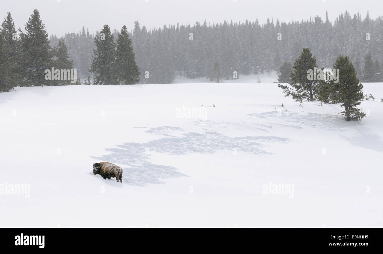 Bison pausar desde la retirada de nieve con la cabeza mientras pastan en Norris Canyon Road, en el Parque Nacional de Yellowstone, Wyoming, EE.UU. en invierno Foto de stock