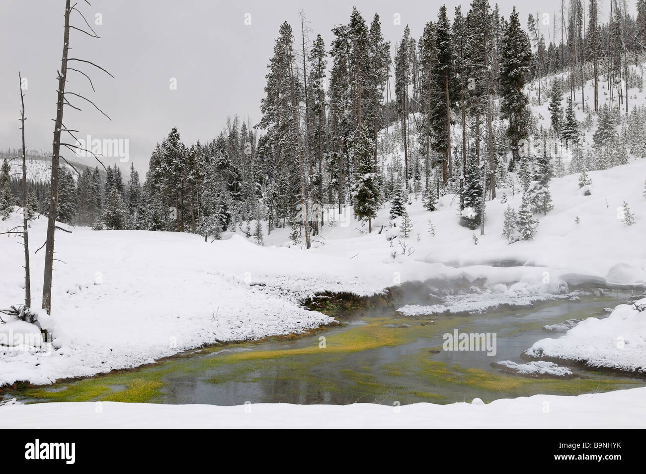 Obsidiana humeante Creek hot springs geothermally climatizada en invierno con las cianobacterias verde Parque Nacional Yellowstone en Wyoming USA Foto de stock