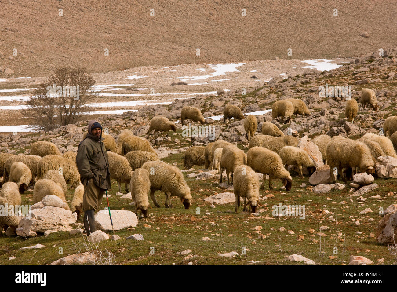 El bereber pastor con su rebaño de ovejas pastando en las altas montañas del Atlas Medio en invierno Marruecos Foto de stock