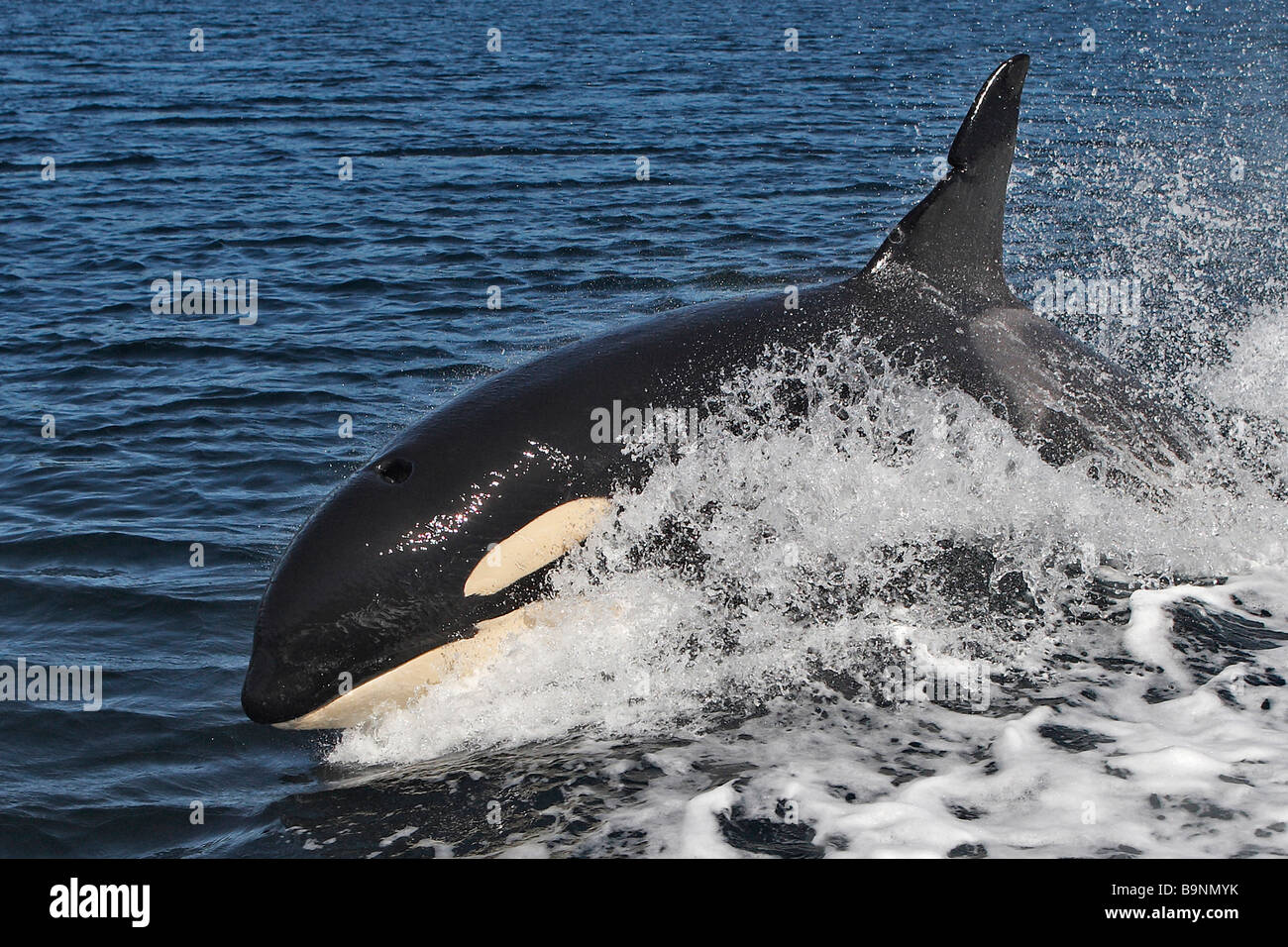 La Orca Orca Orcinus orca porpoising residente Foto de stock