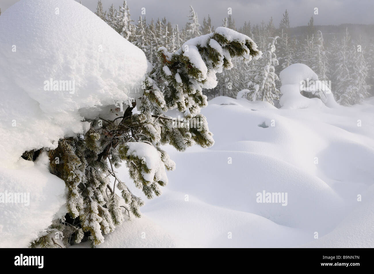 Bosque de pino Lodgepole cubierto de nieve cerca de vapor de las aguas termales de Norris Geyser Basin del Parque Nacional Yellowstone, Wyoming, EE.UU. en invierno al atardecer Foto de stock