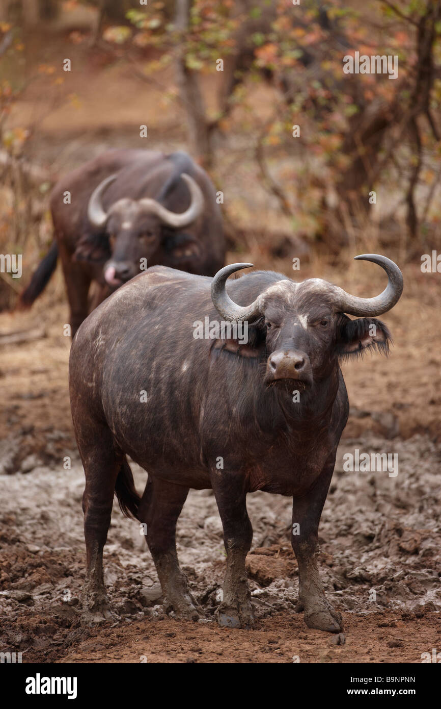 Buffalo en un abrevadero, el Parque Nacional Kruger, Sudáfrica Foto de stock