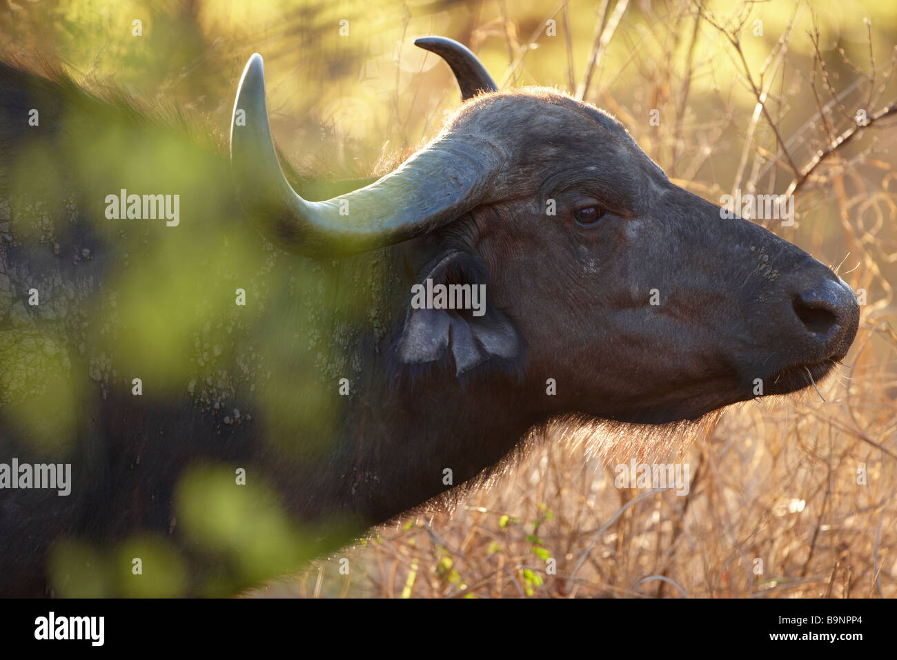 El búfalo africano en el monte, el Parque Nacional Kruger, Sudáfrica Foto de stock