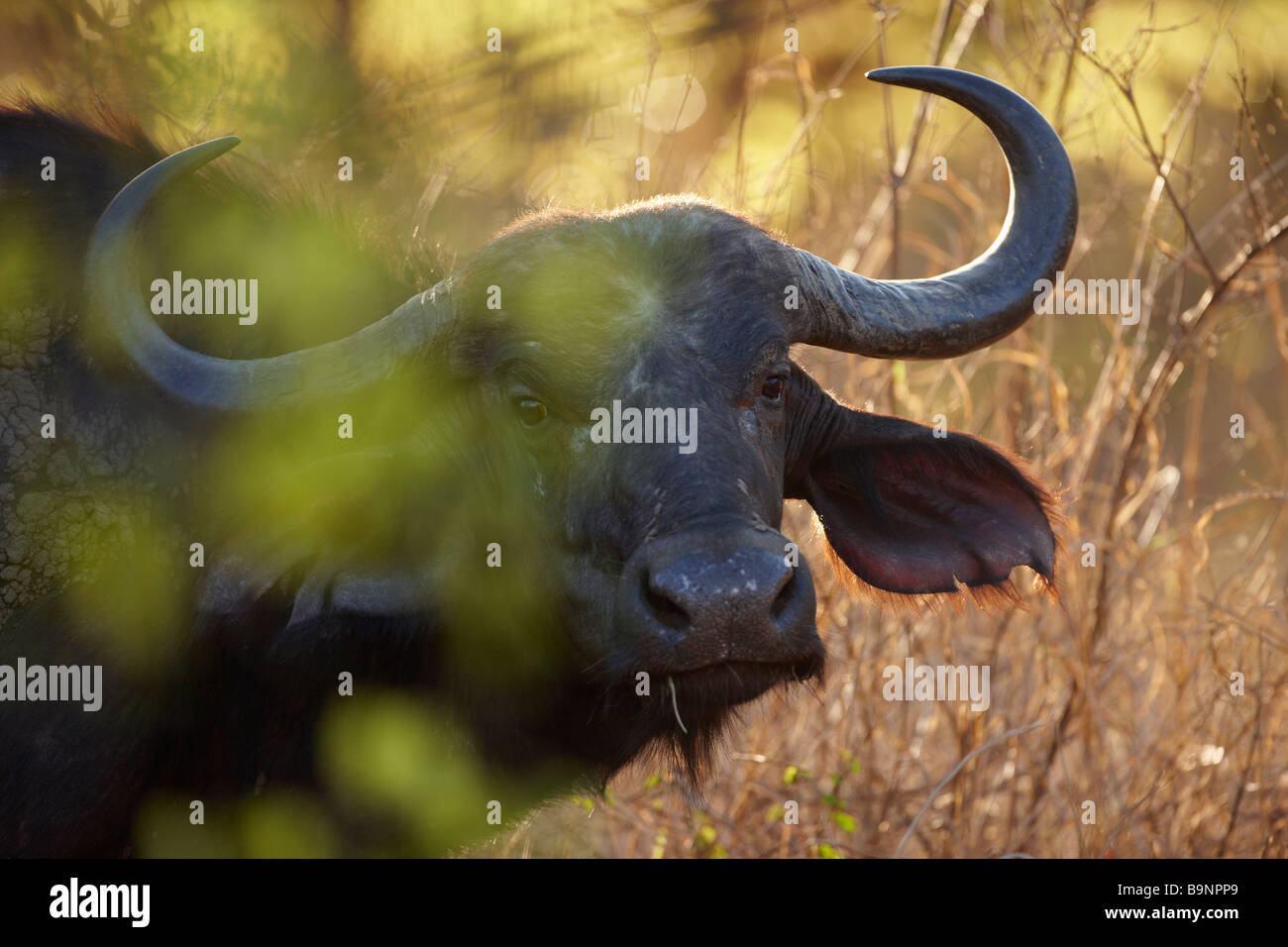 El búfalo africano en el monte, el Parque Nacional Kruger, Sudáfrica Foto de stock
