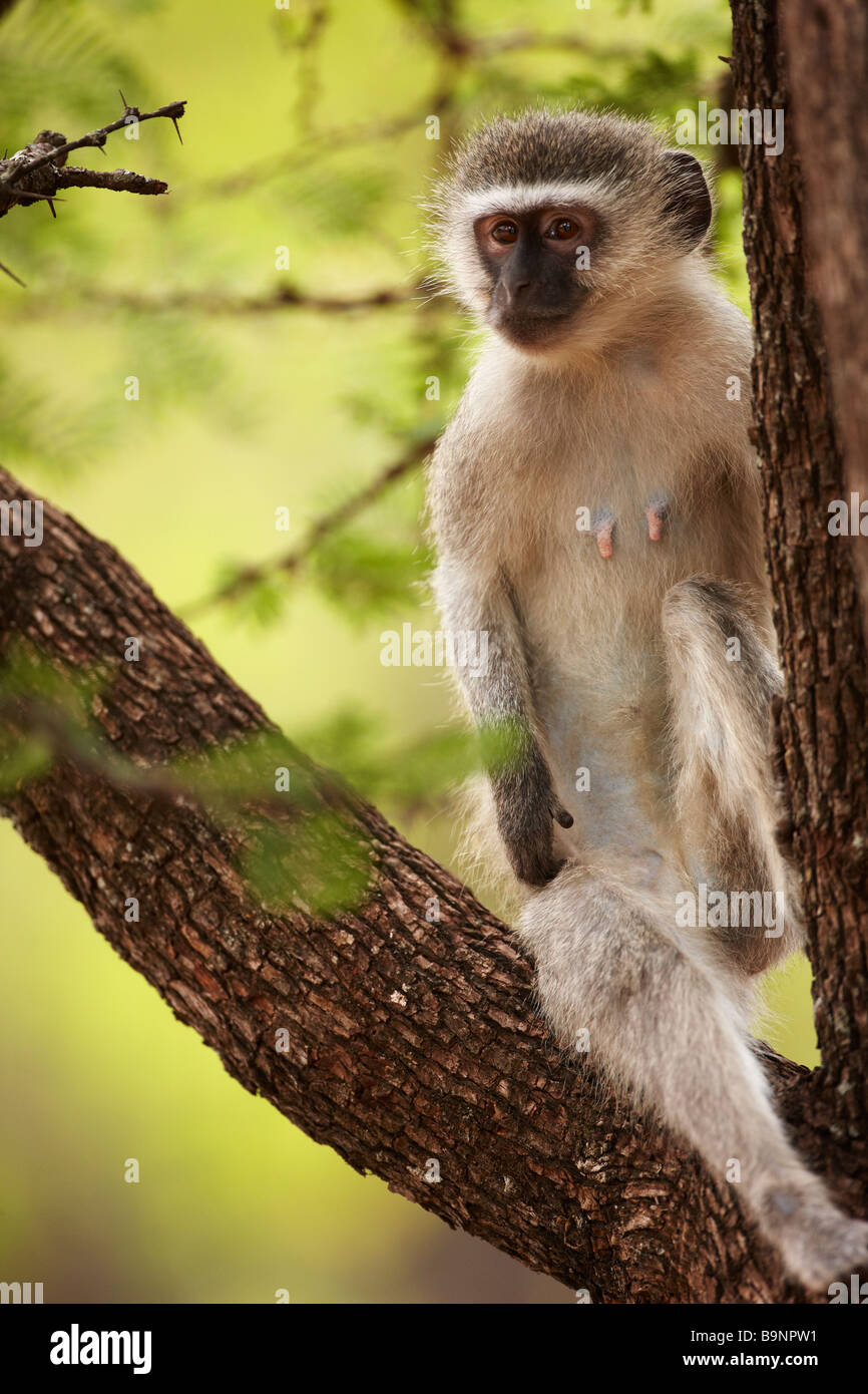 Un mono vervet en un árbol, el Parque Nacional Kruger, Sudáfrica Foto de stock