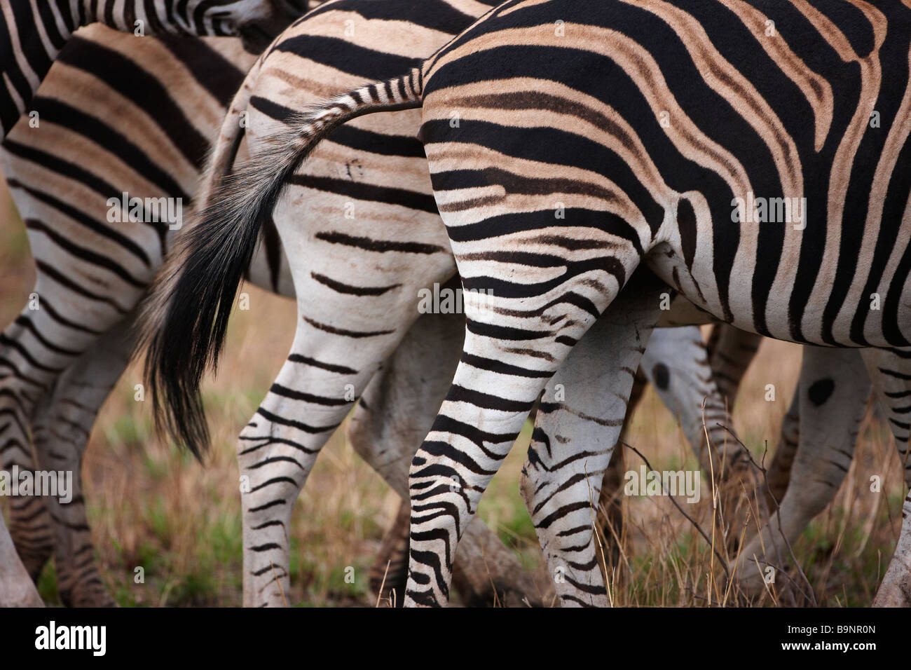 Detalle de la grupa de familia de Burchell's cebras en el monte, el Parque Nacional Kruger, Sudáfrica Foto de stock