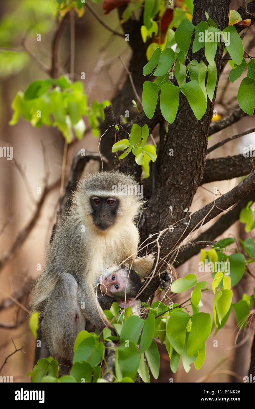 Vervet monkey con alimentación de bebés en el monte, el Parque Nacional Kruger, Sudáfrica Foto de stock