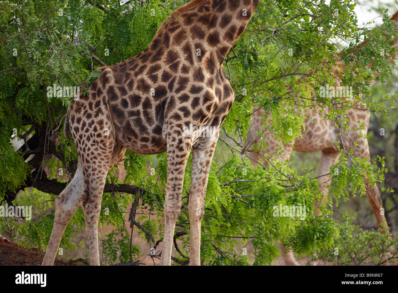 Dos jirafas en el monte, el Parque Nacional Kruger, Sudáfrica Foto de stock