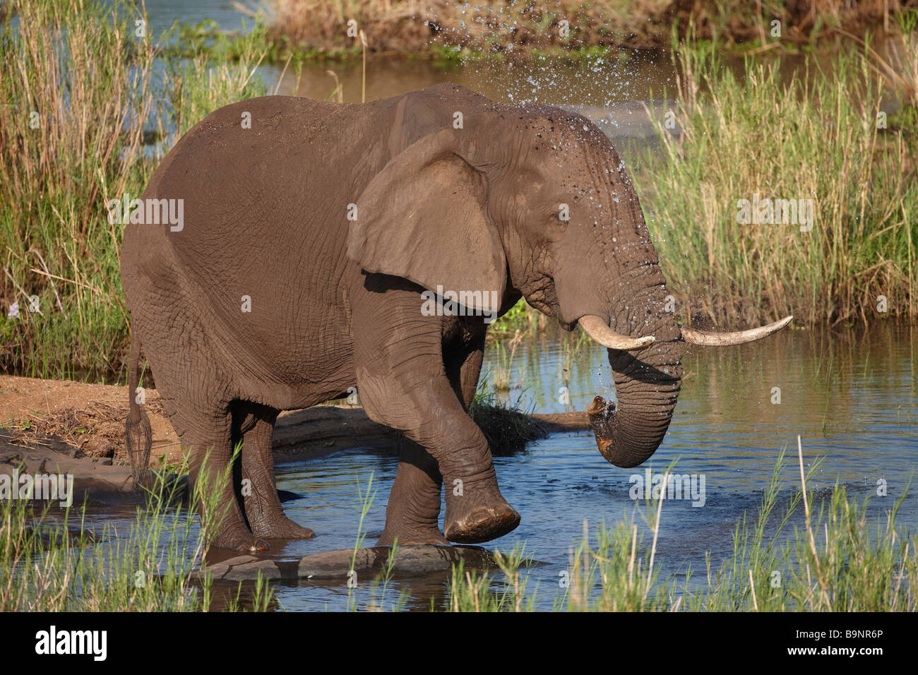 Elefante africano tomando un baño en el río, el Parque Nacional Kruger, Sudáfrica Foto de stock