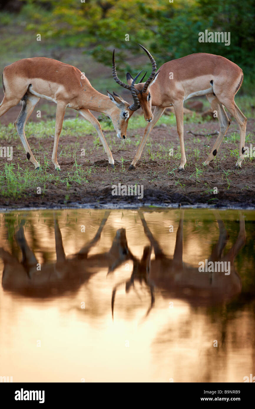 Par de impala macho sparring reflejado en waterhole, Kruger Park, Sudáfrica Natrional Foto de stock