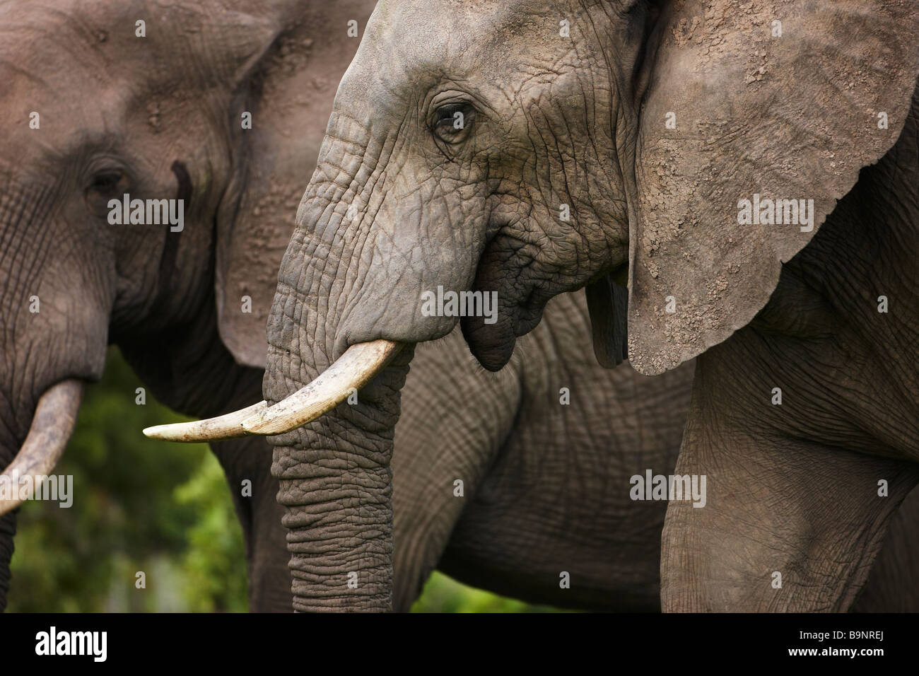 Retrato de dos elefantes africanos en el monte, el Parque Nacional Kruger, Sudáfrica Foto de stock