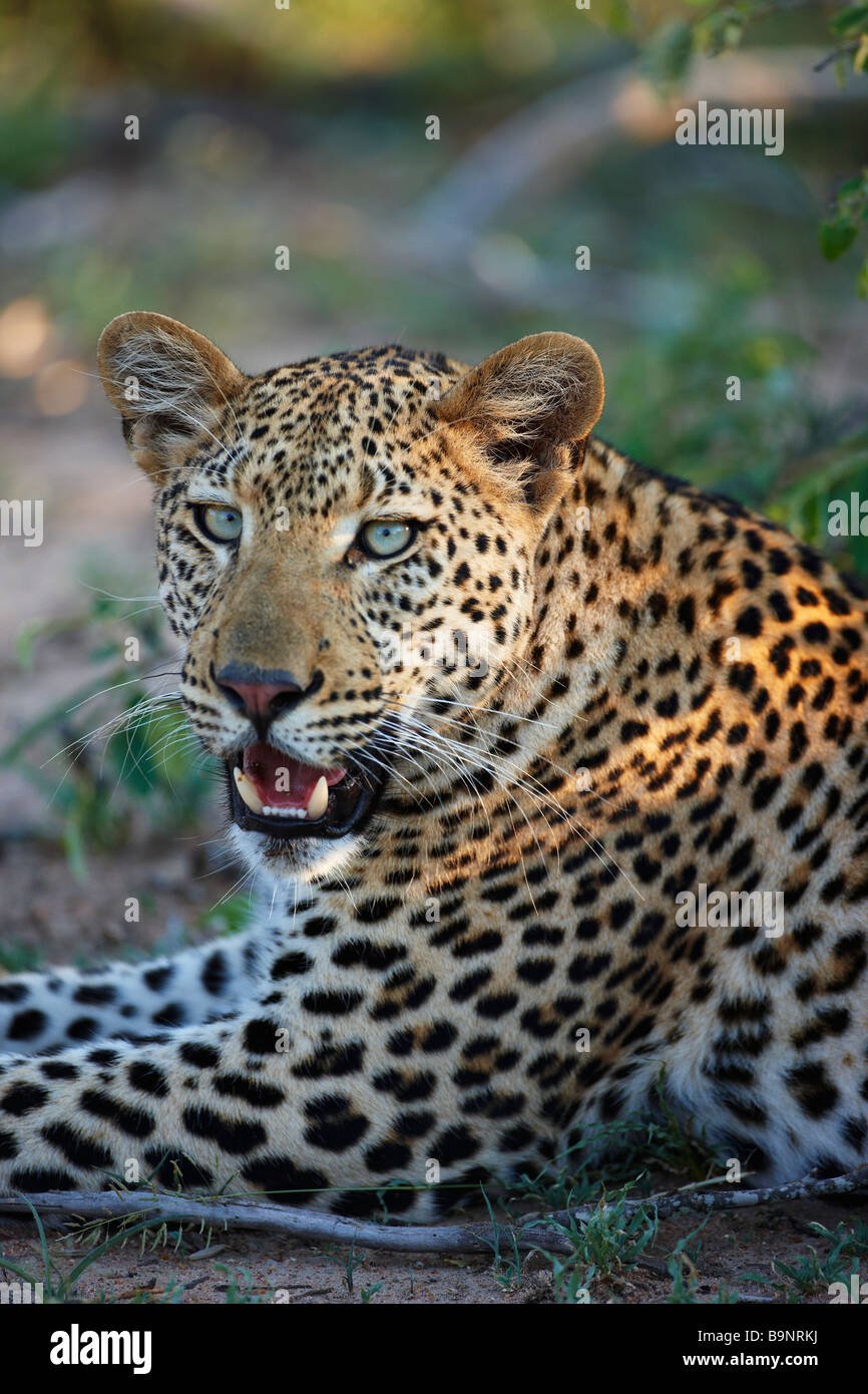 El leopardo descansando en el monte, el Parque Nacional Kruger, Sudáfrica Foto de stock