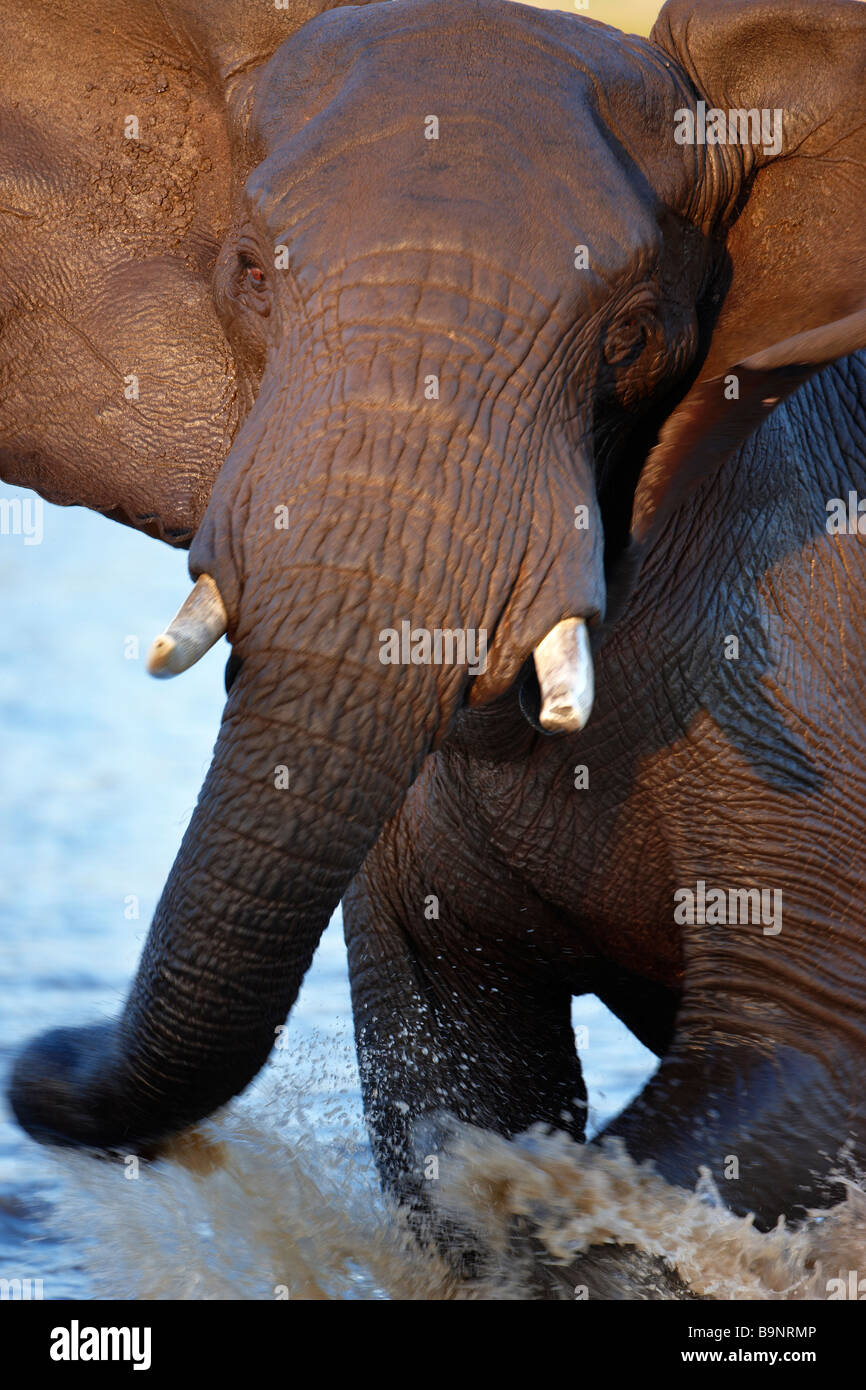 Un elefante cruz baña en un abrevadero, el Parque Nacional Kruger, Sudáfrica Foto de stock
