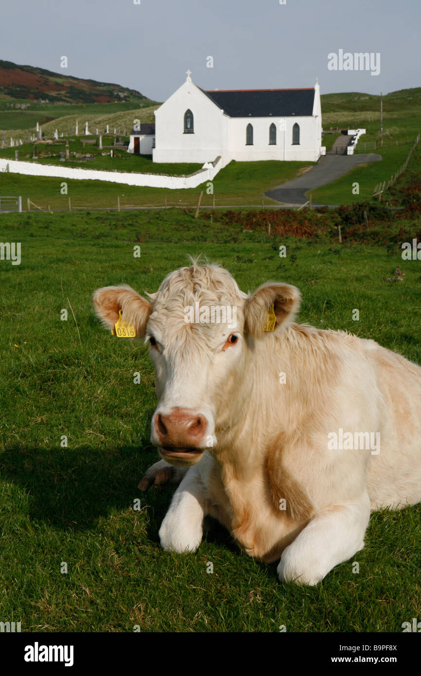 Vaca antes de iglesia, Donegal, Irlanda Foto de stock