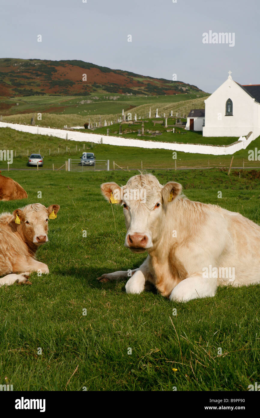 Vaca antes de iglesia, Donegal, Irlanda. Foto de stock