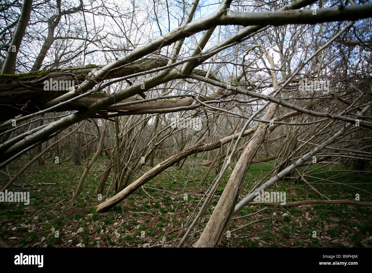 Clustered ramas de abedul y Hazel woodland, Surrey Foto de stock