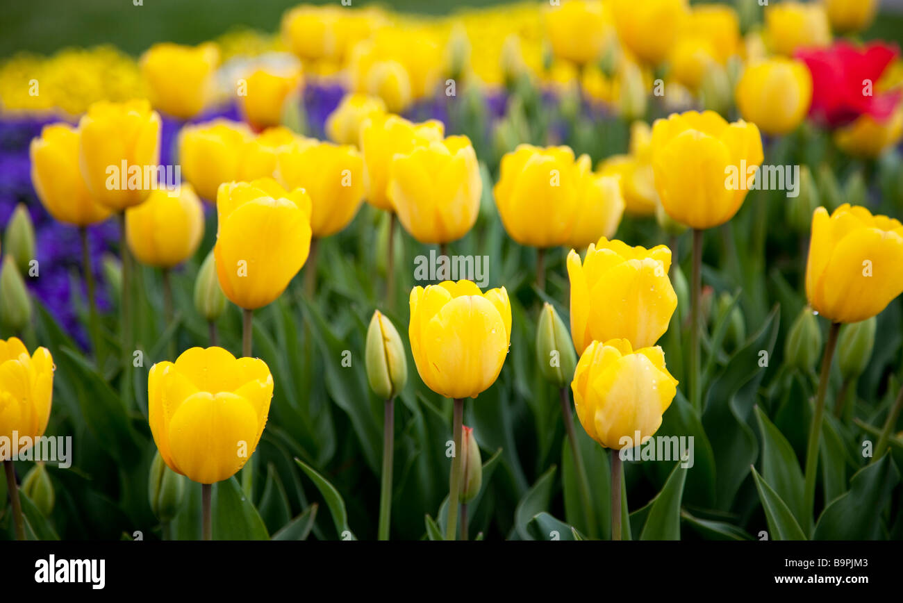 Campo tulipán amarillo Foto de stock