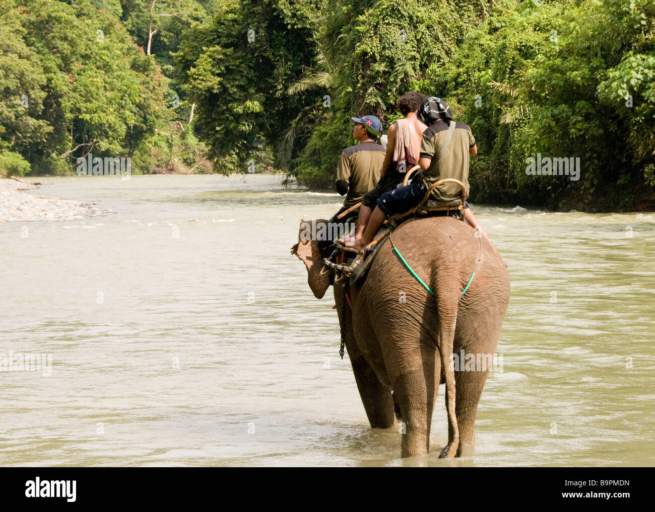 Elefante de Sumatra con su mahout en Tangkahan Foto de stock