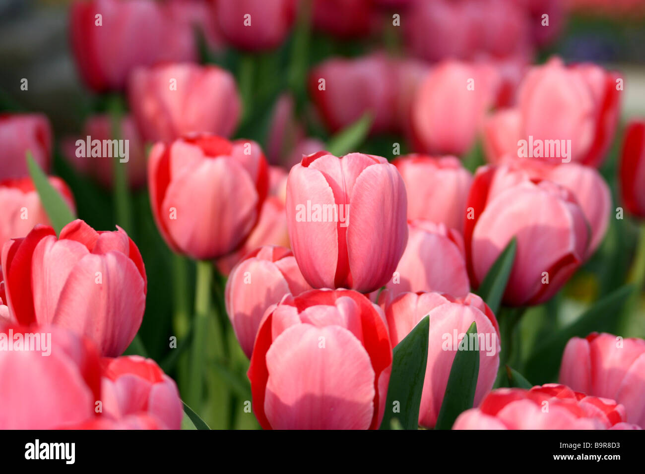 Campo de tulipanes rosa Foto de stock