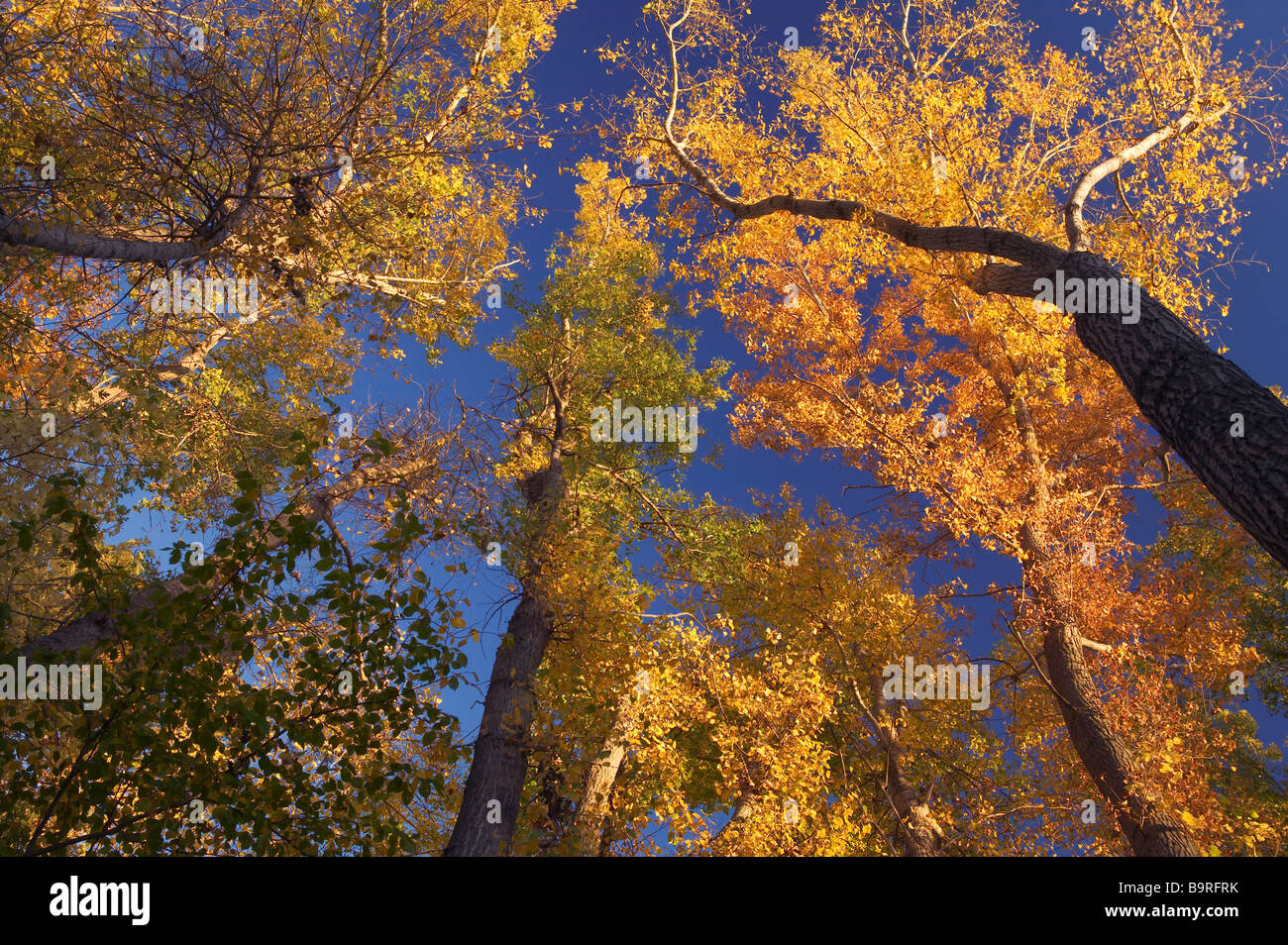 Cubierta de bosques de tierras bajas, Silver Maple Zona Primitiva, Plymouth County, Iowa Foto de stock